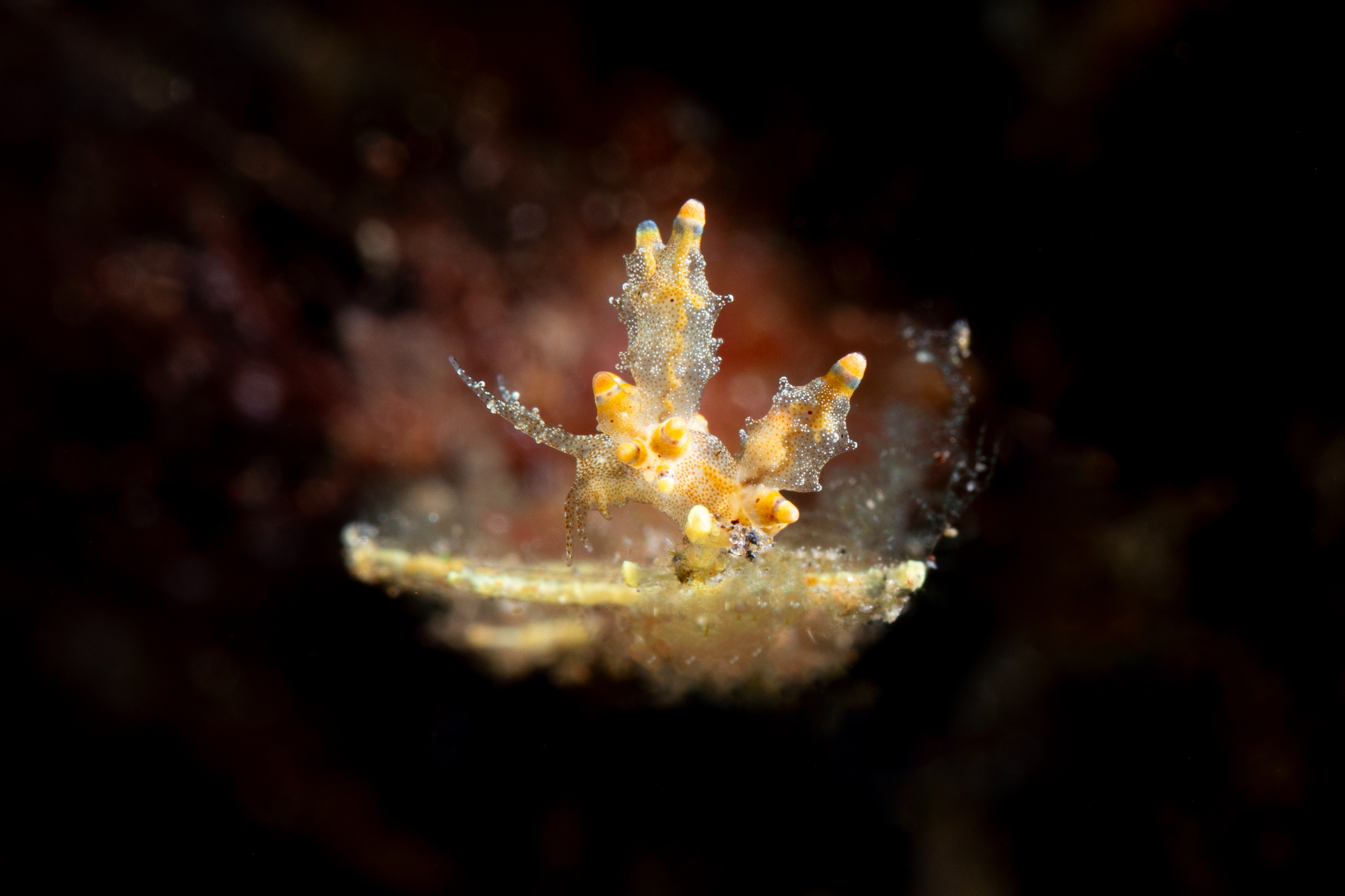 Eubranchus mandapamensis